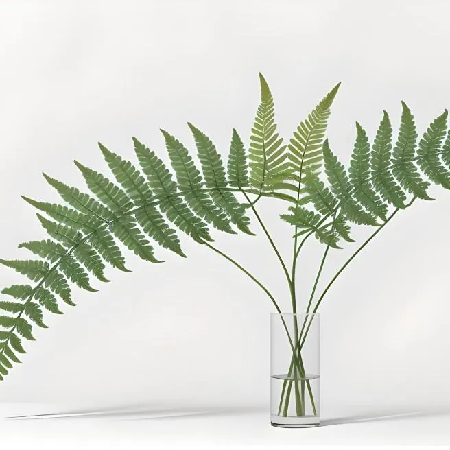 Serenifern